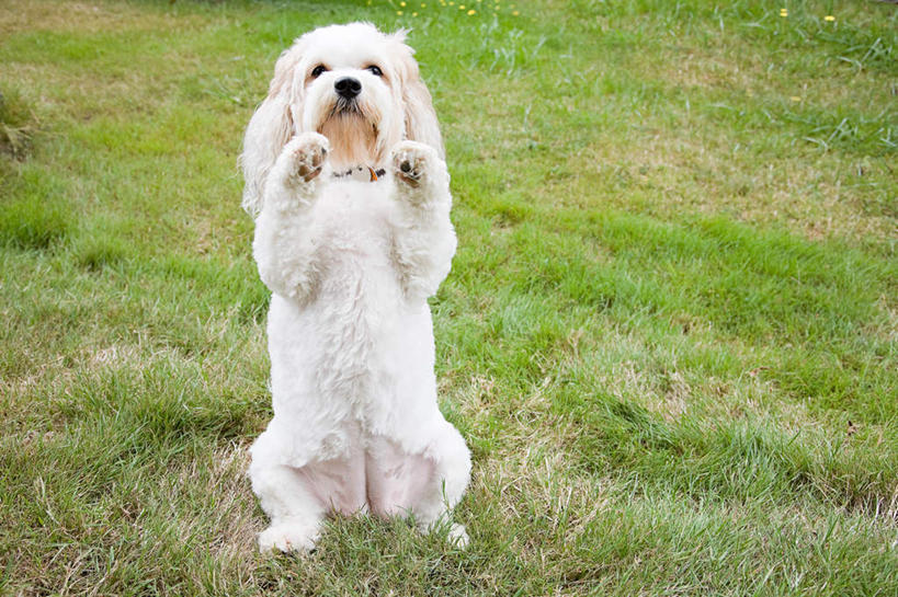 无人,站,横图,室外,白天,正面,草地,草坪,植物,宠物,狗,注视,狮子狗,草,一只,绿色,白色,动物,观察,看,站着,可爱,观看,察看,关注,西施犬,忠诚,赛珠犬,狮子犬,西施狗,犬,站立,彩图,全身