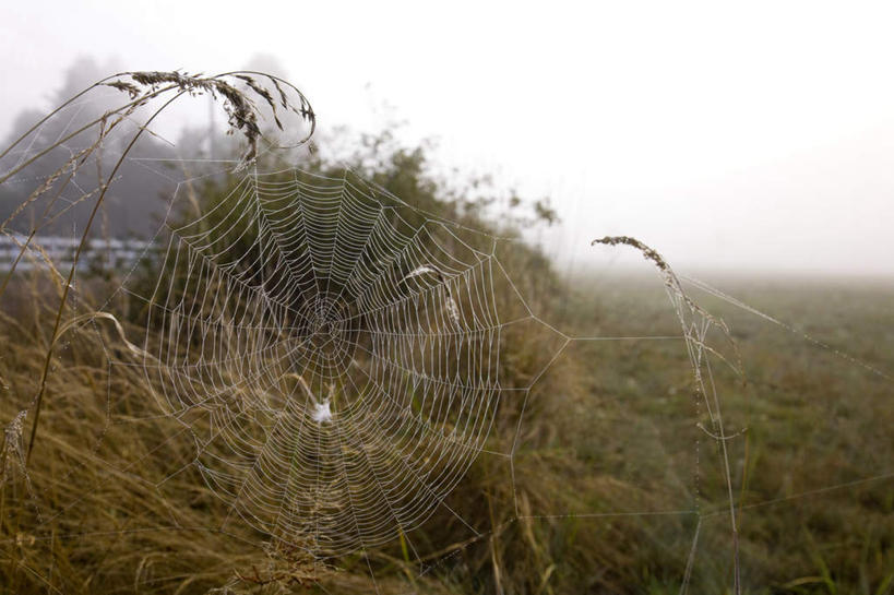 无人,横图,室外,白天,正面,旅游,度假,草地,草坪,美景,植物,雾,朦胧,模糊,蜘蛛网,网,景观,娱乐,草,树,树木,绿色,自然,享受,休闲,景色,放松,生长,成长,迷雾,蜘蛛丝,自然风光,蛛网,捕杀,猎取,蛛丝,大雾,彩图