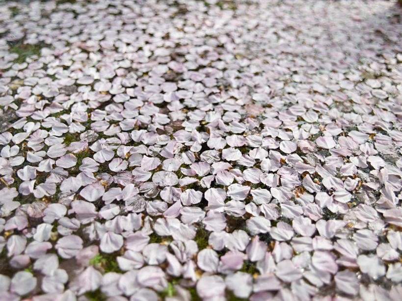 无人,横图,室内,特写,白天,正面,旅游,度假,美景,日本,亚洲,许多,覆盖,盛开,景观,很多,花蕾,娱乐,花,花瓣,花朵,鲜花,自然,花苞,花蕊,享受,休闲,景色,放松,自然风光,东亚,遮盖,日本国,笼罩,笼盖,彩图