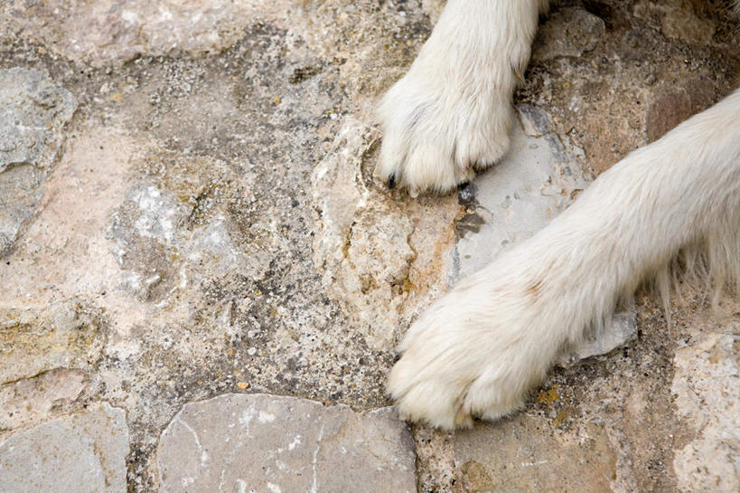 腿部,腿,无人,横图,俯视,室外,特写,白天,宠物,狗,地面,一只,白色,动物,趴着,可爱,忠诚,犬,趴,半身,彩图,高角度拍摄