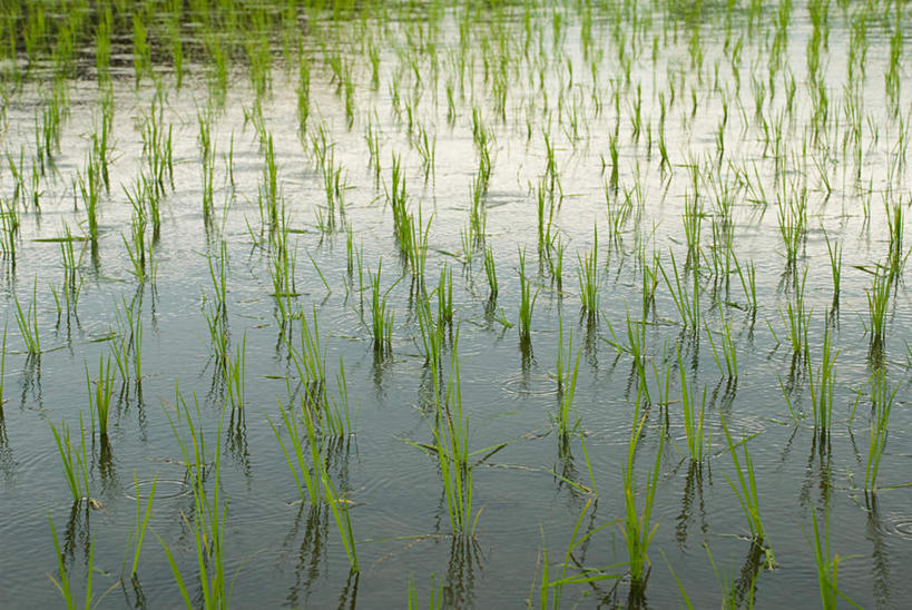 无人,农田,横图,俯视,室外,白天,旅游,度假,农业,庄稼,农作物,美景,印度尼西亚,印尼,亚洲,稻田,景观,娱乐,自然,享受,休闲,景色,巴厘岛,放松,东南亚,自然风光,印度尼西亚共和国,巴厘省,彩图,高角度拍摄,耕地,庄稼田