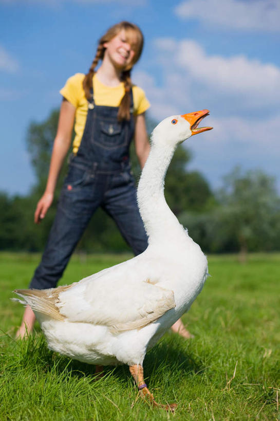 西方人,儿童,一个人,站,竖图,室外,白天,仰视,纯洁,草地,草坪,植物,鹅,鸟,欧洲,欧洲人,仅一个女性,仅一个人,阴影,服装,朦胧,模糊,光线,鸟类,水鸟,影子,云,云朵,云彩,注视,休闲装,草,树,树木,一只,小孩,衣服,蓝色,绿色,白色,白云,蓝天,天空,阳光,自然,天,观察,看,站着,仅一个小孩,休闲,休闲服,可爱,童年,童趣,服饰,生长,晴朗,成长,观看,察看,关注,加拿大鹅,童真,烂漫,无邪,天真,女孩,女人,女性,白种人,孩子,晴空,站立,彩图,低角度拍摄,全身,女生