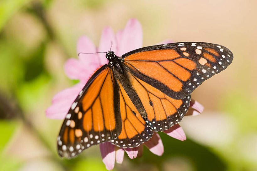 无人,横图,俯视,室外,特写,白天,美景,蝴蝶,伸展,张开,展翅,阴影,朦胧,模糊,盛开,光线,翅膀,昆虫,影子,景观,花蕾,停留,花,花瓣,花朵,鲜花,一朵,一只,紫色,阳光,自然,动物,花苞,花蕊,景色,斑蝶,金斑蝶,自然风光,益虫,张开翅膀,展开翅膀,马利筋蝶,彩图,高角度拍摄,全身