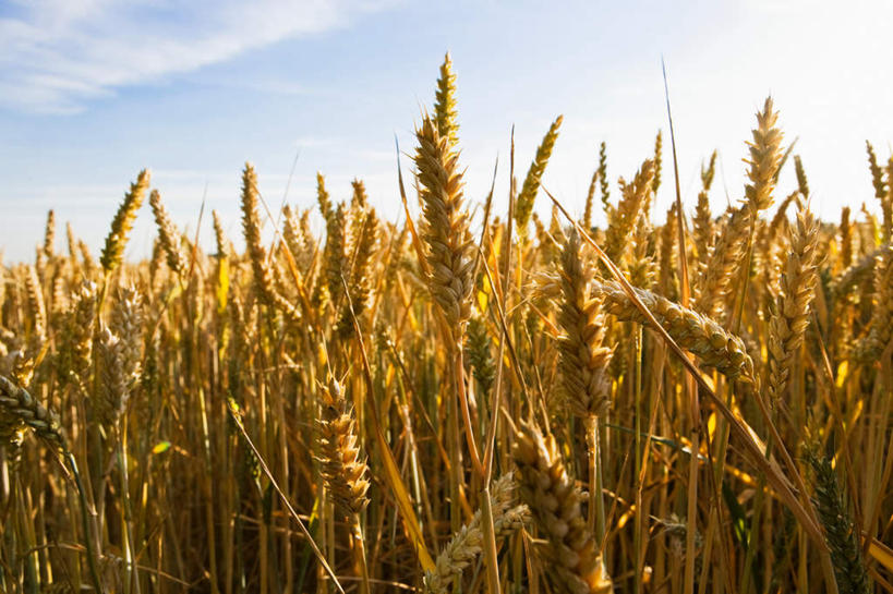 无人,农田,横图,室外,白天,正面,旅游,度假,庄稼,农作物,小麦,美景,英国,欧洲,阴影,光线,影子,景观,云,云朵,谷物,云彩,娱乐,英格兰,蓝色,白云,蓝天,天空,阳光,自然,天,享受,休闲,景色,放松,麦子,晴朗,西欧,自然风光,大不列颠,大不列颠及北爱尔兰联合王国,大不列颠联合王国,日不落英帝国,英吉利,萨福克,萨福克郡,晴空,彩图,耕地,庄稼田