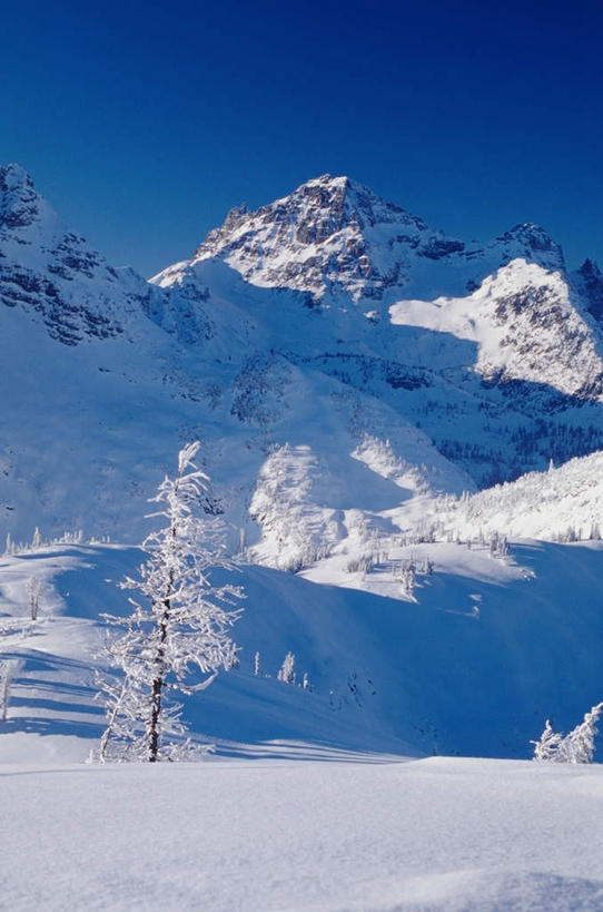 无人,竖图,室外,白天,正面,旅游,度假,美景,山,山脉,雪,雪山,植物,大雪,华盛顿,美国,冰,积雪,景观,山峰,雪景,冬季,冬天,枝条,山峦,娱乐,树,树木,树枝,蓝色,蓝天,天空,自然,群山,天,享受,休闲,景色,放松,寒冷,晴朗,冰冷,北美,北美洲,自然风光,美洲,华盛顿州,万里无云,常绿之州,常青州,北亚美利加洲,亚美利加洲,严寒,冰凉,酷寒,凛冽,凛凛,极冷,喀斯喀特山脉,北喀斯喀特山国家公园,北卡斯卡德山国家公园,北喀斯开国家公园,虬枝,枝杈,北瀑布国家公园,晴空,晴空万里,彩图