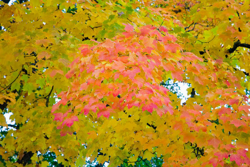 无人,横图,室外,白天,仰视,旅游,度假,美景,秋季,植物,美国,景观,娱乐,树,树木,黄色,绿色,自然,享受,休闲,景色,放松,生长,成长,北美,北美洲,自然风光,美洲,俄勒冈州,俄勒冈,北亚美利加洲,亚美利加洲,落日之州,水獭之州,海狸州,秋,秋天,彩图,低角度拍摄