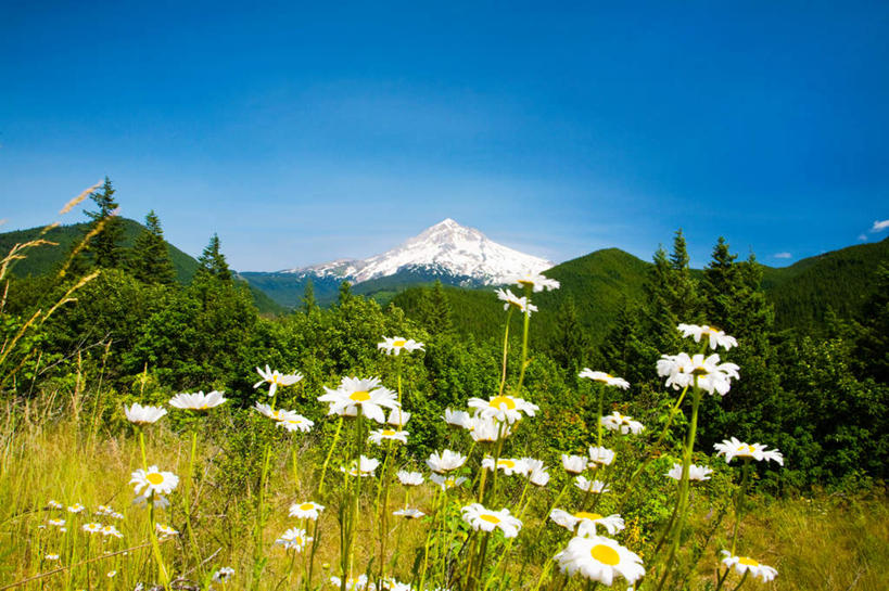 无人,公园,横图,室外,白天,正面,旅游,度假,快乐,幸福,草地,草坪,花海,花圃,美景,山,雪,雪山,植物,大雪,叶子,美国,阴影,盛开,光线,影子,冰,积雪,景观,山峰,雪景,冬季,冬天,玛格丽特,山峦,花蕾,娱乐,草,雏菊,花,花瓣,花朵,花卉,鲜花,树,树木,蓝色,绿色,蓝天,天空,阳光,自然,花丛,花束,花田,天,花苞,花蕊,享受,休闲,菊花,景色,放松,寒冷,活力,生长,晴朗,成长,希望,冰冷,北美,北美洲,国家公园,坚强,自然风光,美洲,和平,离别,俄勒冈州,万里无云,俄勒冈,延命菊,幸福花,春菊,马兰头花,北亚美利加洲,亚美利加洲,严寒,暗恋,纯情,单恋,冰凉,酷寒,凛冽,凛凛,极冷,落日之州,水獭之州,海狸州,国家森林公园,胡德山,胡德山国家森林公园,天真,晴空,晴空万里,彩图,愉快