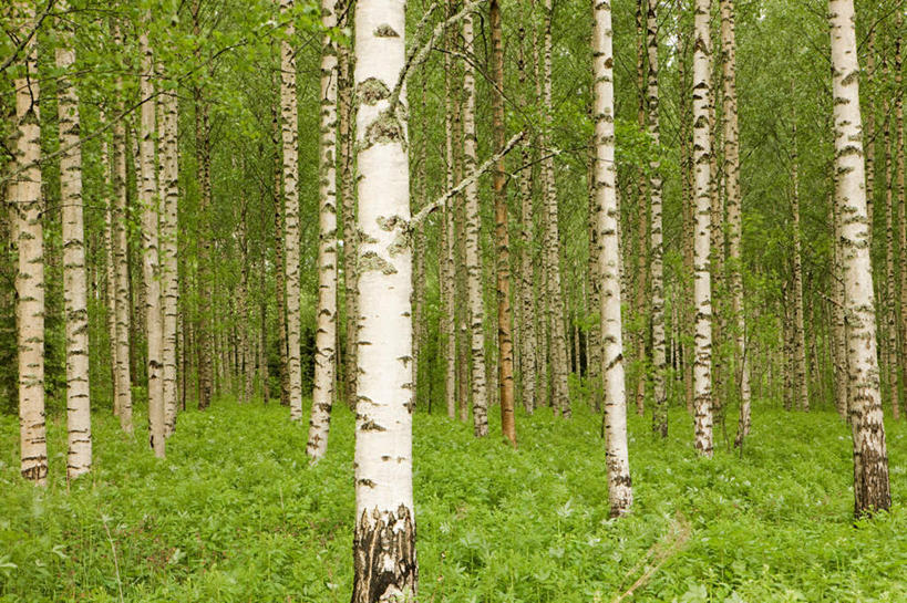 无人,横图,室外,白天,正面,旅游,度假,草地,草坪,美景,树林,植物,景观,娱乐,草,树,树木,绿色,自然,享受,休闲,景色,放松,白桦,生长,成长,自然风光,桦树,桦皮树,桦木,彩图