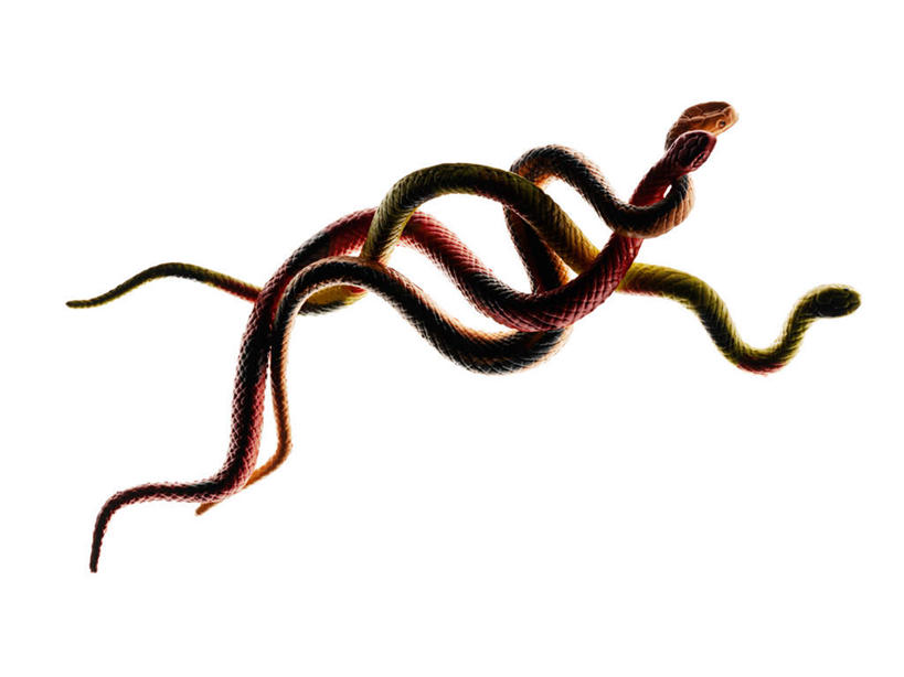 无人,横图,俯视,室内,特写,白天,白色背景,游戏,野生动物,静物,玩具,爬行动物,蛇,玩,娱乐,动物,休闲,益智,摄影,影棚,活动,发泄,消遣,智力,冷血动物,凶猛,脊椎动物,长虫,宣泄,残暴,凶残,玩耍,嬉戏,彩图,高角度拍摄,影棚拍摄,拍摄,冷血