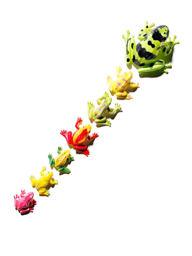 无人,竖图,俯视,彩色,室内,特写,白天,白色背景,游戏,蟾蜍,野生动物,静物,玩具,一排,许多,整齐,玩,娱乐,排列,动物,休闲,益智,摄影,活泼,影棚,活动,队列,发泄,消遣,智力,宣泄,蟾,癞蛤蟆,蛤蟆,玩耍,嬉戏,彩图,高角度拍摄,影棚拍摄,拍摄