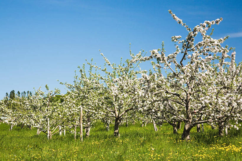 无人,横图,室外,白天,正面,旅游,度假,草地,草坪,美景,植物,加拿大,阴影,光线,影子,景观,果树,娱乐,草,树,树木,蓝色,绿色,蓝天,天空,阳光,自然,天,享受,休闲,景色,放松,生长,晴朗,成长,北美,北美洲,自然风光,美洲,万里无云,省会,北亚美利加洲,亚美利加洲,魁北克,魁北克城,魁北克省,魁北克市,晴空,晴空万里,彩图