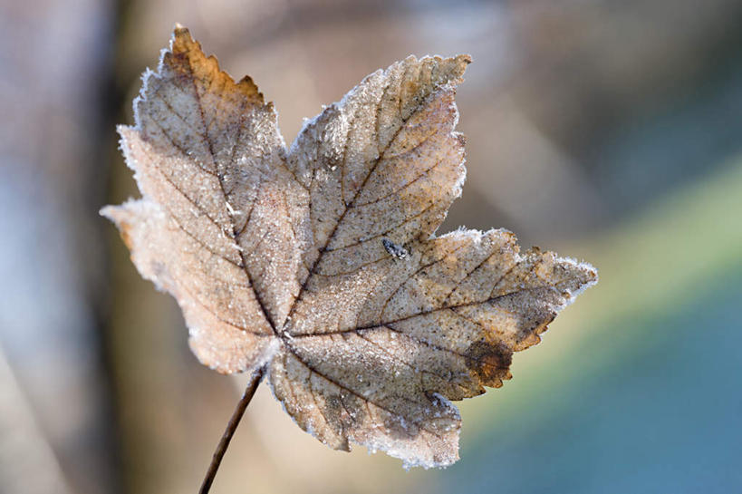 无人,横图,室外,特写,白天,正面,叶子,一片,朦胧,模糊,纹路,纹理,冰,冬季,冬天,枯叶,落叶,寒冷,冰冷,雾凇,肌理,严寒,冰凉,酷寒,凛冽,凛凛,极冷,树挂,叶,叶片,彩图