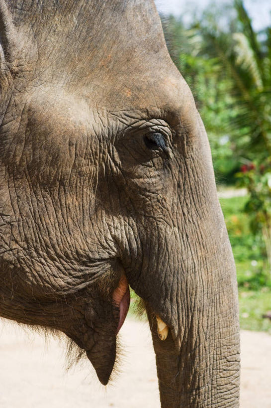 头,眼睛,眉毛,睫毛,无人,竖图,室外,特写,白天,侧面,草地,草坪,美景,植物,道路,路,哺乳动物,大象,野生动物,泰国,亚洲,瞳孔,阴影,光线,影子,景观,小路,交通,注视,草,树,树木,蓝色,绿色,蓝天,天空,阳光,自然,动物,天,观察,看,景色,眼部,东南亚,生长,晴朗,成长,观看,察看,关注,自然风光,万里无云,泰王国,奥南湾,甲米,甲米府,头部,睫,眉,眼,眼睫毛,眼眉,晴空,晴空万里,象,半身,彩图,眼眉毛