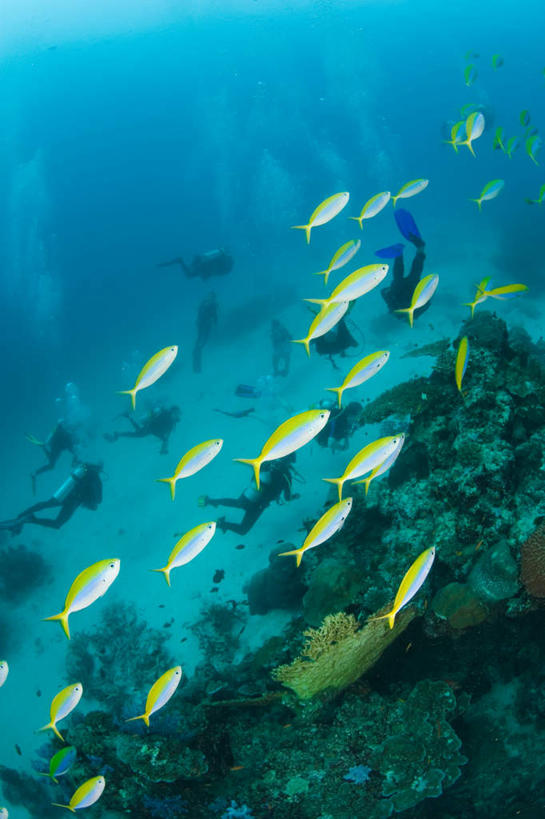 游泳,伙伴,朋友,竖图,室外,白天,正面,锻炼,旅游,度假,友谊,运动,海底,水下,海浪,海洋,美景,泰国,亚洲,许多,阴影,光线,鱼,影子,景观,浪花,水底,许多人,注视,娱乐,鱼类,普吉岛,海洋生物,阳光,自然,海水,观察,看,一群人,享受,休闲,蛙鞋,景色,放松,海底世界,潜水,东南亚,观看,脚蹼,察看,关注,自然风光,室外运动,水生动物,潜水装备,户外运动,水生物,海景,海底动物,泰王国,浮潜,潜水运动,普吉,体育,友情,男人,男性,年轻男性,年轻女性,女人,女性,亚洲人,印度人,大海,风浪,海,海床,海水的波动,近岸浪,涌浪,彩图,全身,健身,斯米兰群岛