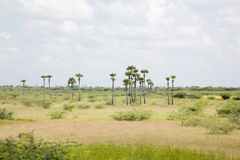 无人,横图,室外,白天,正面,旅游,度假,草地,草坪,美景,植物,印度,亚洲,阴影,光线,影子,地平线,景观,云,云朵,辽阔,地面,云彩,娱乐,草,树,树木,蓝色,绿色,白云,蓝天,天空,阳光,自然,天,享受,休闲,广阔,景色,放松,生长,晴朗,成长,一望无际,自然风光,延伸,南亚,印度共和国,天地相交,无边无际,一马平川,泰米尔纳德邦,泰米尔纳德,马杜赖,晴空,彩图