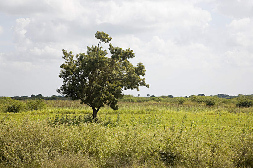 无人,横图,室外,白天,正面,旅游,度假,草地,草坪,美景,植物,印度,亚洲,阴影,光线,影子,景观,云,云朵,云彩,娱乐,草,树,树木,蓝色,绿色,白云,蓝天,天空,阳光,自然,天,享受,休闲,景色,放松,生长,晴朗,成长,自然风光,南亚,印度共和国,泰米尔纳德邦,泰米尔纳德,马杜赖,晴空,彩图