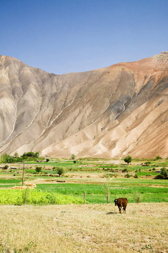 无人,农场,站,竖图,室外,白天,正面,旅游,度假,畜牧业,牧场,草地,草坪,美景,山,山脉,植物,牛,塔吉克斯坦,亚洲,景观,山峰,山峦,注视,娱乐,草,一只,蓝色,绿色,蓝天,天空,自然,动物,群山,天,观察,看,站着,享受,休闲,家畜,景色,放松,牲畜,晴朗,观看,察看,中亚,关注,自然风光,畜牧,万里无云,牧业,塔吉克斯坦共和国,晴空,晴空万里,站立,彩图,全身