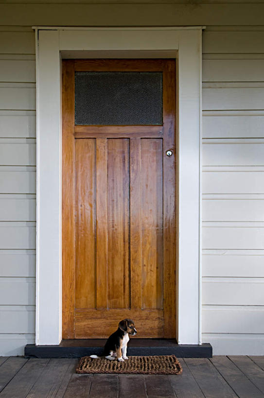 无人,家,竖图,室外,白天,正面,门,宠物,狗,阴影,光线,木制,影子,房屋,墙,屋子,楼房,墙壁,墙面,住宅,一只,白色,阳光,动物,木制品,门框,可爱,期待,等待,等候,忠诚,守候,犬,彩图,全身,房子