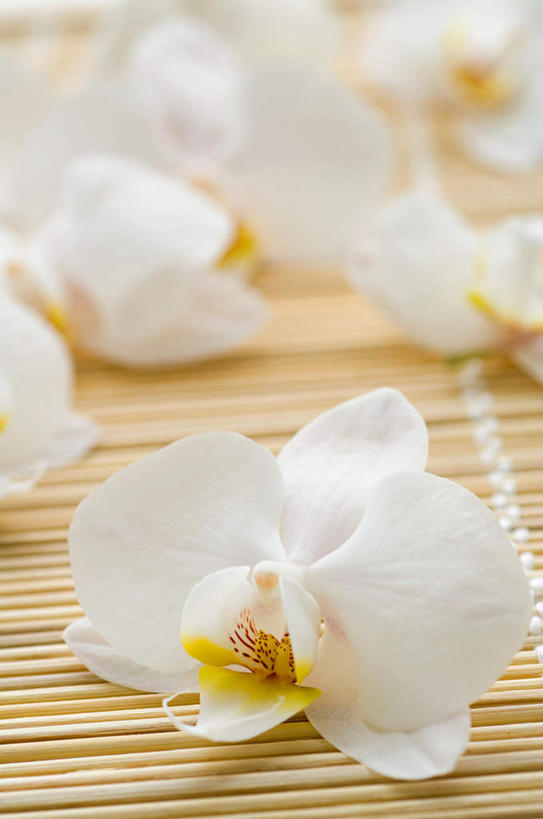 无人,竖图,俯视,室内,特写,白天,许多,竹制,盛开,席子,石斛,花蕾,花,花瓣,花朵,鲜花,排列,白色,花苞,花蕊,竹制品,石斛兰,金钗石斛,摆列,彩图,高角度拍摄,布列,分列