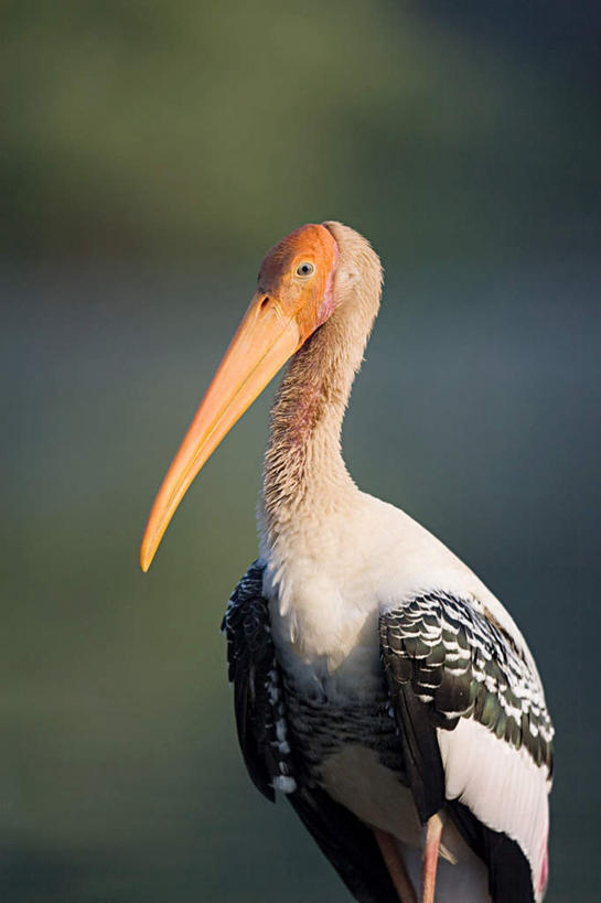 无人,站,竖图,室外,白天,正面,美景,鸟,阴影,朦胧,模糊,光线,鸟类,影子,景观,注视,一只,阳光,自然,观察,看,站着,景色,观看,察看,鹳,关注,自然风光,白鹳,站立,半身,彩图