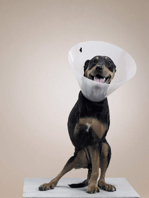 无人,坐,竖图,室内,白天,正面,宠物,狗,灰色背景,医学,注视,一只,动物,医疗用品,观察,看,可爱,摄影,影棚,观看,察看,医疗,关注,医疗器械,残疾,杜宾犬,忠诚,笃宾狗,笃宾犬,杜宾狗,伊丽莎白圈,犬,坐着,彩图,全身,影棚拍摄,拍摄