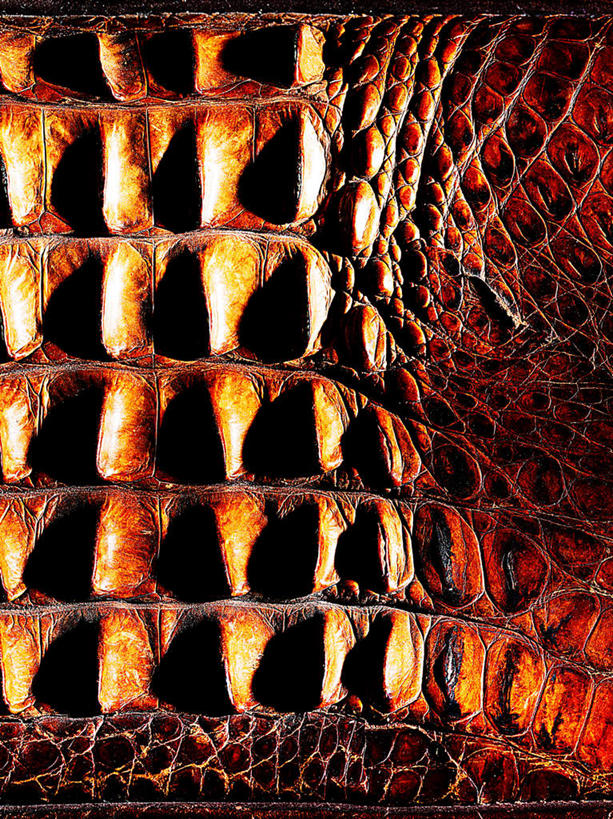 无人,竖图,俯视,室内,特写,白天,野生动物,一条,粗糙,纹路,爬行动物,蛇,纹理,动物,皮肤,毛糙,冷血动物,凶猛,脊椎动物,长虫,肌理,残暴,凶残,半身,彩图,高角度拍摄,粗拙,冷血