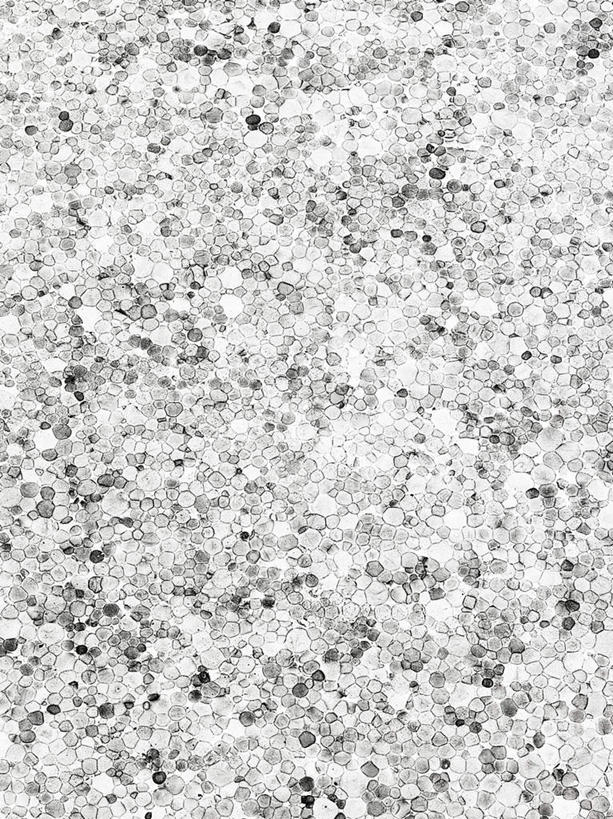 无人,竖图,室内,特写,白天,正面,抽象,静物,纸,斑点,黑点,黑色,笼统,彩图