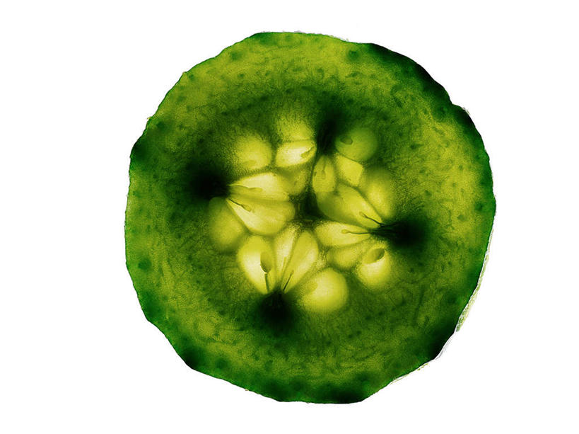 无人,横图,俯视,室内,特写,白天,白色背景,黄瓜,蔬菜,切开,新鲜,食品,食物,绿色,切,摄影,有机食品,绿色食品,影棚,剖面,切面,青瓜,胡瓜,彩图,高角度拍摄,影棚拍摄,拍摄