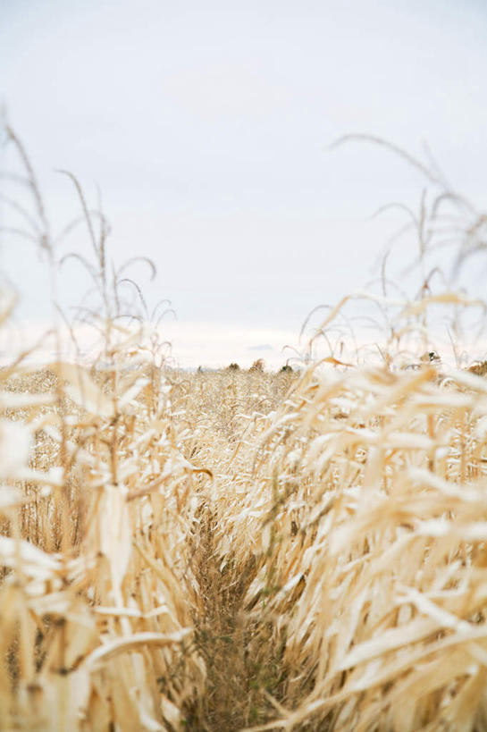 无人,农田,农场,竖图,室外,白天,正面,旅游,度假,畜牧业,农业,牧场,庄稼,农作物,美景,美国,稻田,景观,娱乐,自然,享受,休闲,景色,放松,北美,北美洲,自然风光,美洲,畜牧,明尼苏达州,牧业,北亚美利加洲,亚美利加洲,明尼苏达,北星之州,彩图,耕地,庄稼田