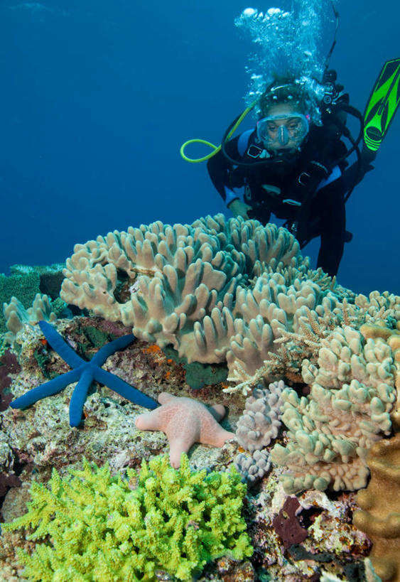 游泳,西方人,儿童,一个人,竖图,室外,白天,正面,锻炼,旅游,度假,纯洁,运动,海底,水下,礁石,石头,美景,海星,欧洲,汤加,欧洲人,仅一个女性,仅一个人,石子,景观,水底,注视,娱乐,海洋生物,无脊椎动物,小孩,自然,动物,观察,看,仅一个小孩,享受,休闲,蛙鞋,生物,景色,放松,可爱,童年,童趣,海底世界,潜水,观看,脚蹼,腔肠动物,察看,关注,自然风光,大洋洲,潜水装备,童真,烂漫,无邪,浮潜,潜水运动,泅水,珊瑚虫,拍浮,汤加王国,友爱群岛,体育,天真,棘皮动物门,女孩,女人,女性,白种人,孩子,海床,礁,石块,岩石,星鱼,彩图,全身,健身,女生