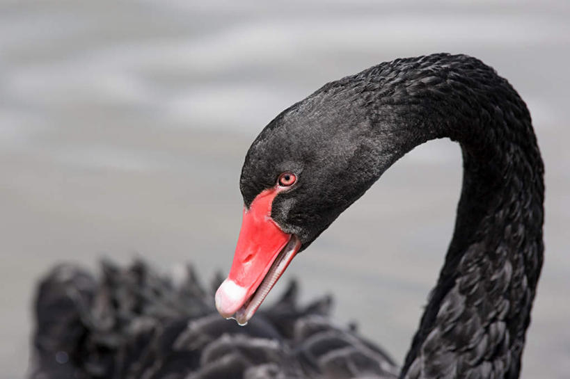 无人,横图,室外,特写,白天,正面,美景,鸟,野生动物,天鹅,朦胧,模糊,鸟类,景观,注视,一只,红色,黑色,自然,动物,观察,看,景色,可爱,观看,察看,关注,自然风光,黑天鹅,鹄,半身,彩图