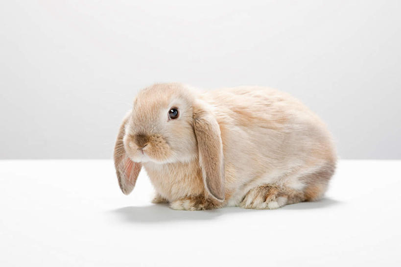 无人,蹲,横图,室内,白天,白色背景,侧面,哺乳动物,阴影,反射,兔子,影子,注视,一只,动物,观察,看,摄影,影棚,观看,兔,察看,关注,垂耳兔,蹲着,彩图,全身,影棚拍摄,拍摄