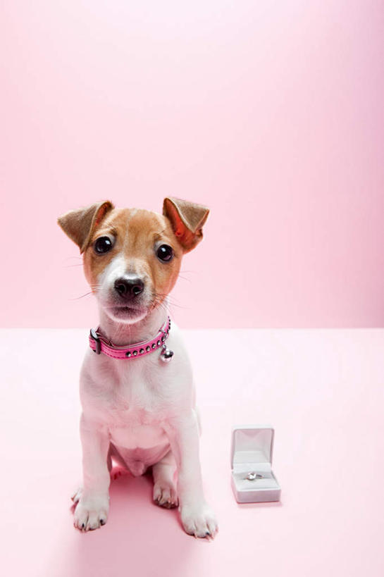 无人,坐,竖图,室内,白天,正面,爱情,宠物,狗,阴影,粉色背景,反射,影子,杰克罗素梗,浪漫,注视,装饰品,一个,一只,动物,戒指,饰品,首饰,观察,看,恩爱,可爱,摄影,影棚,单个,观看,信物,察看,权利,关注,忠诚,手饰,帕尔森罗塞尔梗,杰克拉西尔梗,杰克.拉瑟梗,犬,坐着,彩图,全身,影棚拍摄,拍摄