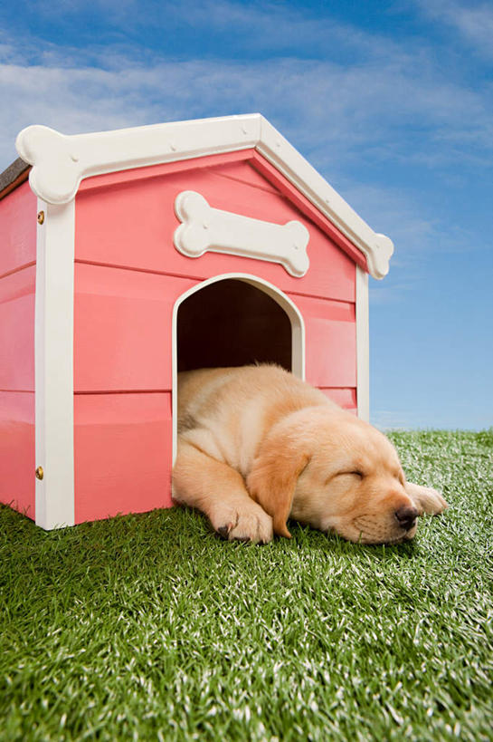 无人,家,闭眼,睡,竖图,室内,白天,背景,正面,草地,草坪,植物,宠物,狗,房屋,屋子,云,云朵,拉布拉多,云彩,拉布拉多猎犬,楼房,住宅,草,一只,蓝色,绿色,白云,蓝天,天空,动物,天,趴着,可爱,摄影,影棚,晴朗,狗窝,拉布拉多犬,忠诚,晴空,犬,闭眼睛,闭着眼,闭着眼睛,困,困觉,趴,寝息,睡觉,布景,彩图,全身,影棚拍摄,拍摄,房子