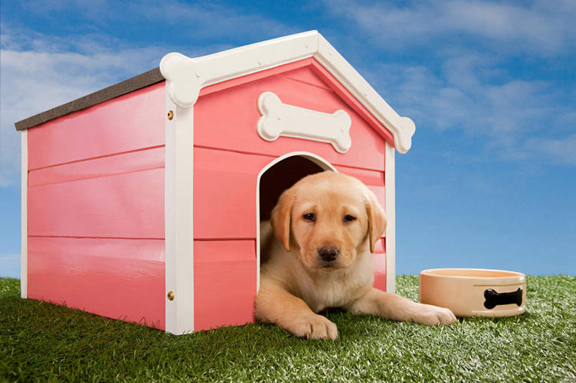 无人,家,横图,室内,白天,背景,正面,草地,草坪,植物,宠物,狗,房屋,屋子,云,云朵,拉布拉多,云彩,注视,拉布拉多猎犬,楼房,住宅,草,一只,蓝色,绿色,白云,蓝天,天空,动物,容器,天,观察,看,趴着,可爱,摄影,影棚,晴朗,观看,储藏,察看,狗窝,储存,关注,拉布拉多犬,忠诚,晴空,犬,趴,布景,彩图,全身,影棚拍摄,拍摄,房子,贮存