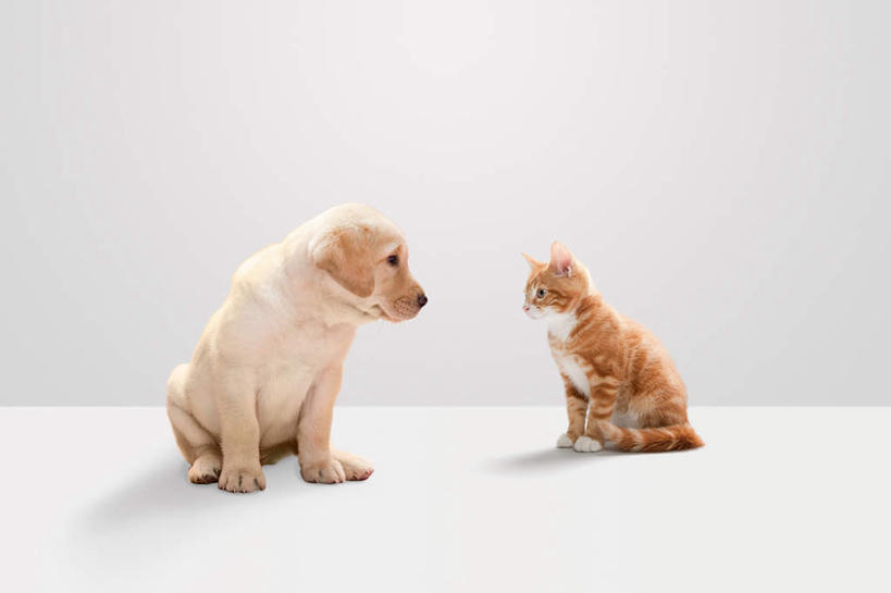 无人,坐,横图,室内,白天,白色背景,侧面,宠物,狗,猫,阴影,反射,影子,拉布拉多,扭头,拉布拉多猎犬,相视,动物,转头,两只,面对面,可爱,摄影,影棚,对视,互视,相对,拉布拉多犬,猫咪,忠诚,相看,犬,坐着,彩图,全身,影棚拍摄,拍摄