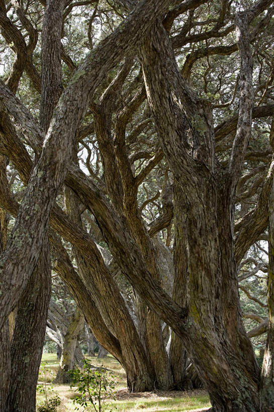 无人,竖图,室外,白天,正面,旅游,度假,美景,森林,树林,植物,新西兰,景观,树桩,娱乐,树,树干,树木,绿色,自然,享受,休闲,木桩,景色,放松,生长,成长,自然风光,大洋洲,纽西兰,长白云之乡,新西兰南岛,彩图