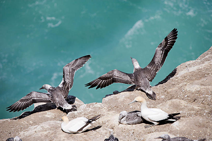 无人,站,横图,俯视,室外,白天,旅游,度假,海浪,海洋,石头,美景,海鸟,鸟,新西兰,一群,许多,伸展,张开,展翅,翅膀,鸟类,石子,景观,浪花,悬崖,很多,娱乐,自然,海水,站着,享受,休闲,景色,放松,自然风光,大洋洲,海景,张开翅膀,纽西兰,绝壁,长白云之乡,新西兰北岛,展开翅膀,鲣鸟,结巴鸟,大海,风浪,海,海水的波动,近岸浪,石块,岩石,涌浪,站立,彩图,高角度拍摄,全身