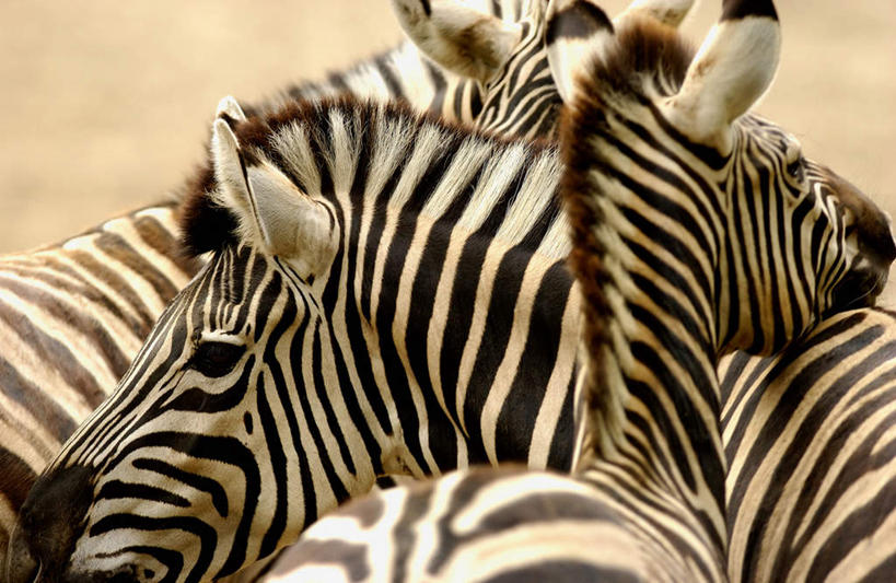 无人,站,横图,室外,白天,旅游,度假,美景,植物,斑马,马,野生动物,条纹,枯萎,朦胧,模糊,景观,枯草,注视,娱乐,草,四匹,背面,黄色,自然,动物,观察,看,站着,享受,休闲,景色,放松,可爱,牲畜,活泼,观看,察看,关注,自然风光,站立,半身,彩图