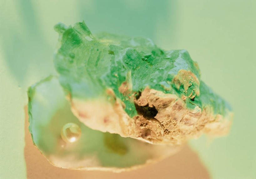 无人,横图,俯视,室内,特写,白天,贝壳,绿色背景,阴影,朦胧,模糊,反射,影子,一个,摄影,影棚,单个,贝类外壳,海螺壳,软体动物外壳,彩图,高角度拍摄,影棚拍摄,拍摄