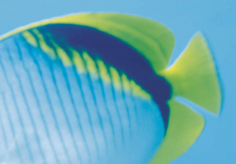 游泳,无人,横图,室外,特写,白天,正面,旅游,度假,海底,水下,美景,热带鱼,鱼,景观,水底,娱乐,鱼类,海洋生物,一只,自然,享受,休闲,景色,放松,海底世界,自然风光,水生动物,水生物,蝴蝶鱼,海底动物,泅水,拍浮,海床,半身,彩图