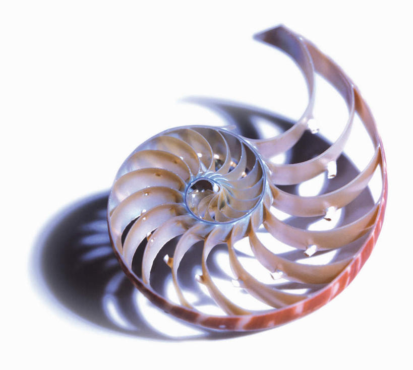 无人,横图,俯视,室内,特写,白天,白色背景,静物,阴影,反射,鹦鹉螺,影子,海螺,海洋生物,一只,摄影,影棚,软体动物,峨螺,水生动物,水生物,海底动物,彩图,高角度拍摄,影棚拍摄,拍摄