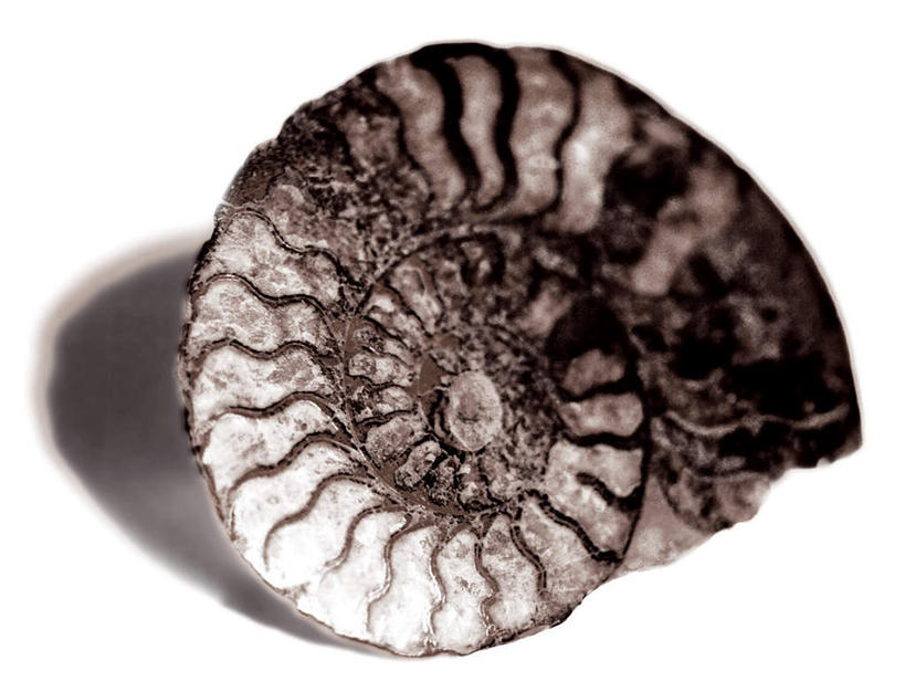 无人,横图,室内,特写,白天,白色背景,正面,静物,阴影,反射,鹦鹉螺,影子,海螺,海洋生物,一个,摄影,影棚,单个,软体动物,峨螺,水生动物,水生物,海底动物,彩图,影棚拍摄,拍摄