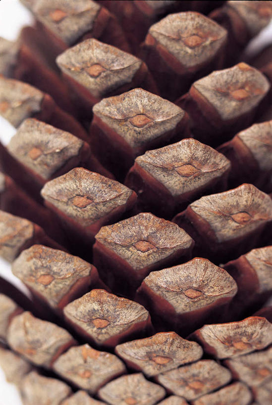 无人,竖图,俯视,室内,特写,白天,坚果,褐色,果实,松果,一个,干果,单个,松塔,彩图,高角度拍摄