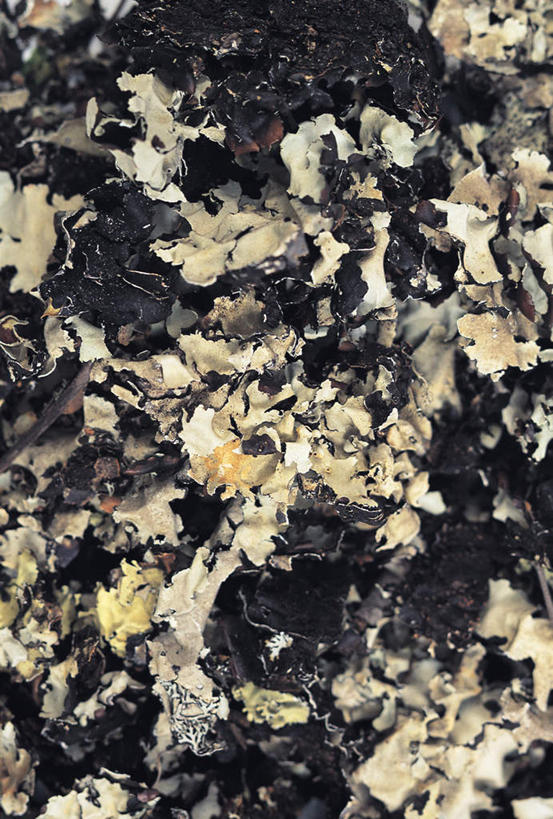 无人,竖图,俯视,室外,特写,白天,一堆,许多,堆叠,堆积,青苔,苔藓,很多,堆,彩图,高角度拍摄