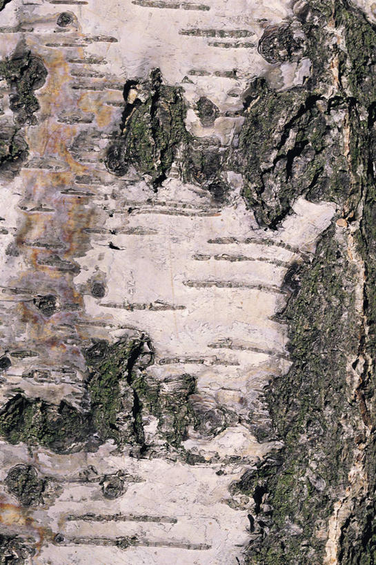 无人,竖图,室外,特写,白天,正面,植物,青苔,树桩,苔藓,树,树干,树木,绿色,自然,木桩,生长,成长,彩图