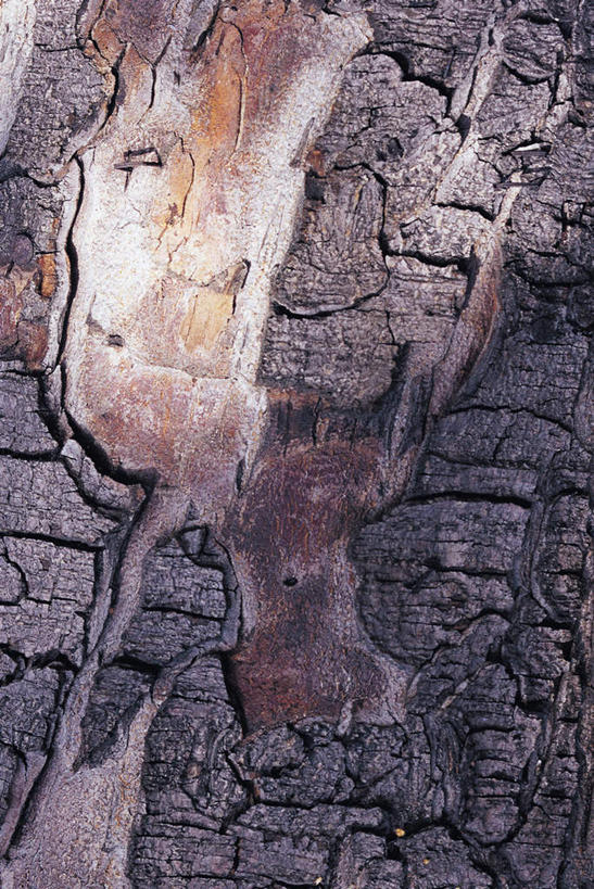 无人,竖图,室外,特写,白天,正面,植物,树皮,树桩,树,树干,树木,绿色,自然,木桩,生长,成长,彩图