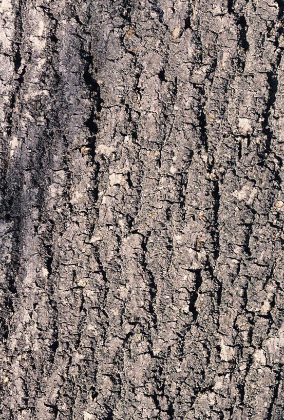 无人,竖图,室外,特写,白天,正面,植物,树皮,树桩,树,树干,树木,绿色,自然,木桩,生长,成长,彩图