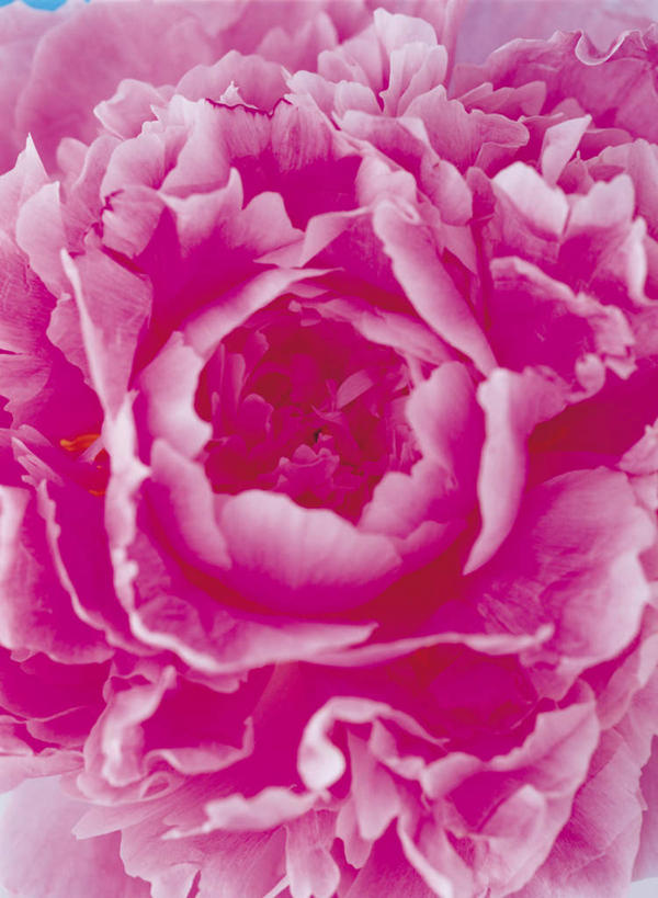 无人,竖图,室内,特写,白天,白色背景,正面,热情,康乃馨,阴影,盛开,反射,影子,祝福,花蕾,花,花瓣,花朵,鲜花,一朵,粉色,花苞,花蕊,母爱,清纯,摄影,影棚,亲情,思念,宽容,热恋,真挚,热心,麝香石竹,石竹,香石竹,彩图,影棚拍摄,拍摄,魅力