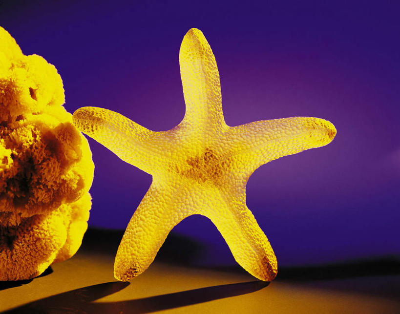 无人,横图,室内,特写,白天,正面,海星,静物,阴影,紫色背景,反射,影子,海洋生物,无脊椎动物,两个,黄色,自然,动物,生物,摄影,影棚,腔肠动物,珊瑚虫,棘皮动物门,星鱼,彩图,影棚拍摄,拍摄